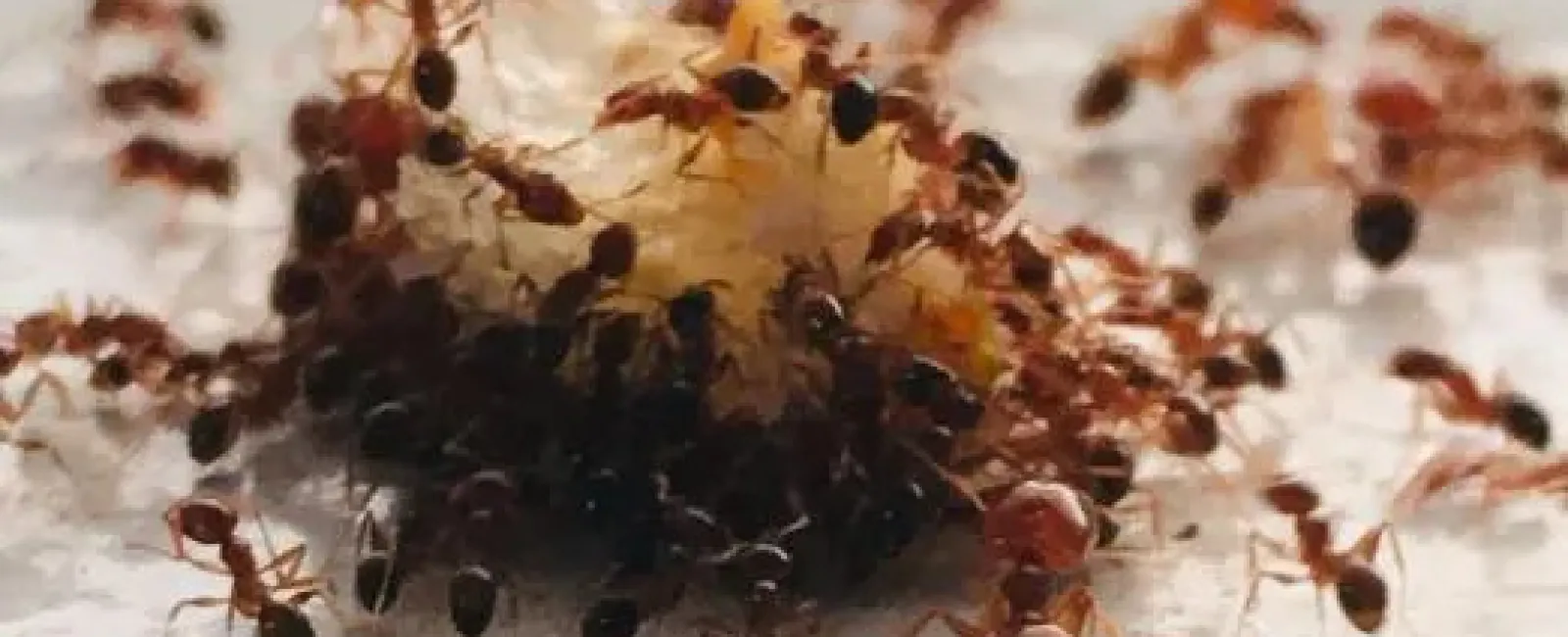 Close-up of red ants swarming a food crumb on a white surface, showcasing their activity and teamwork.