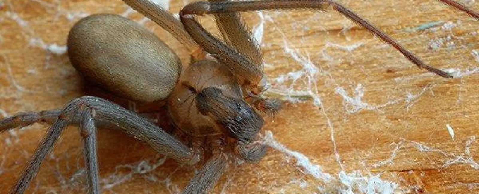 Centerton’s Complete Guide To Brown Recluse Spiders