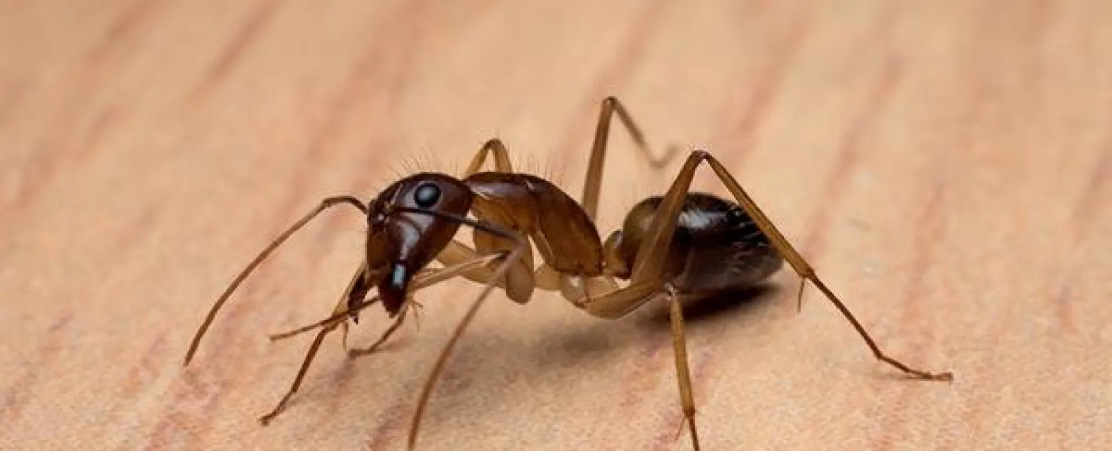 Everything Centerton Property Owners Need To Know About Carpenter Ants
