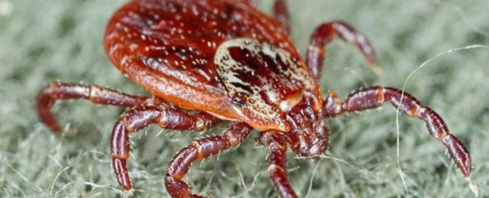 Four Easy Yet Effective Tick Prevention Tips For Centerton Property Owners
