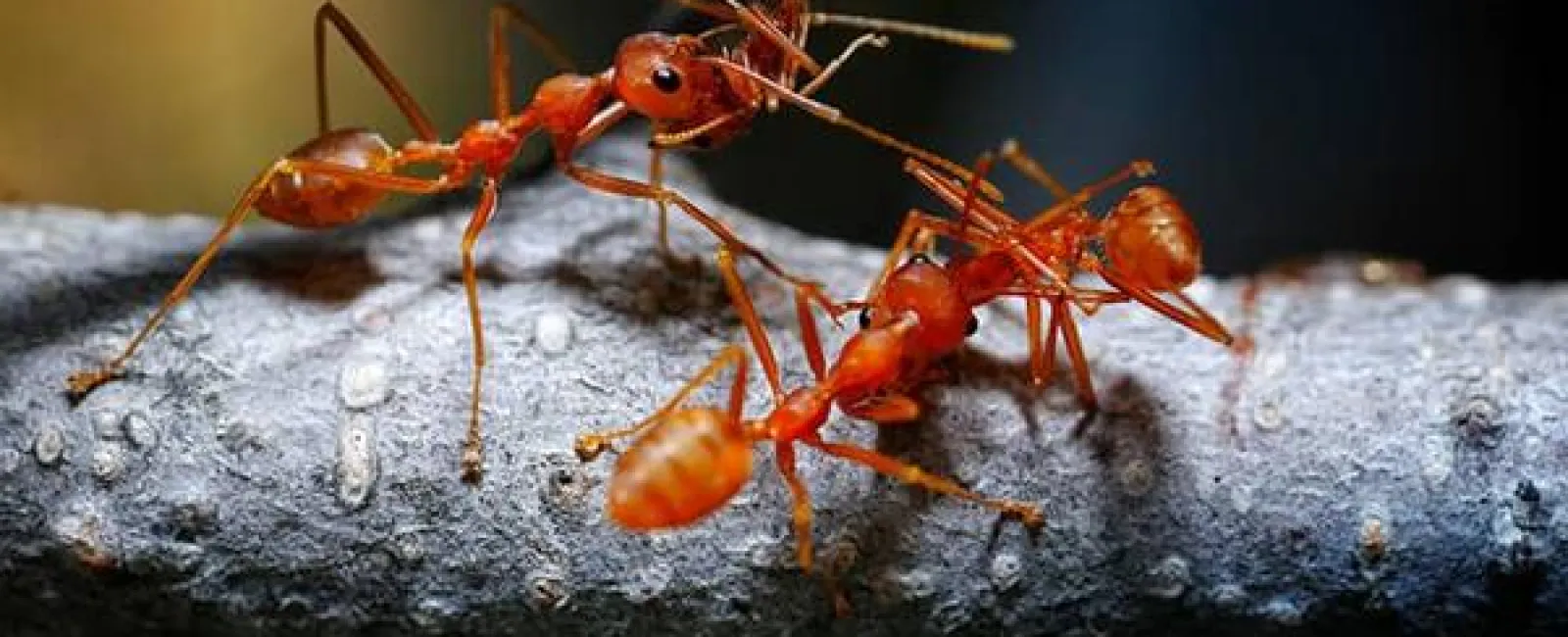 Do More Bugs Come Out After Pest Control?