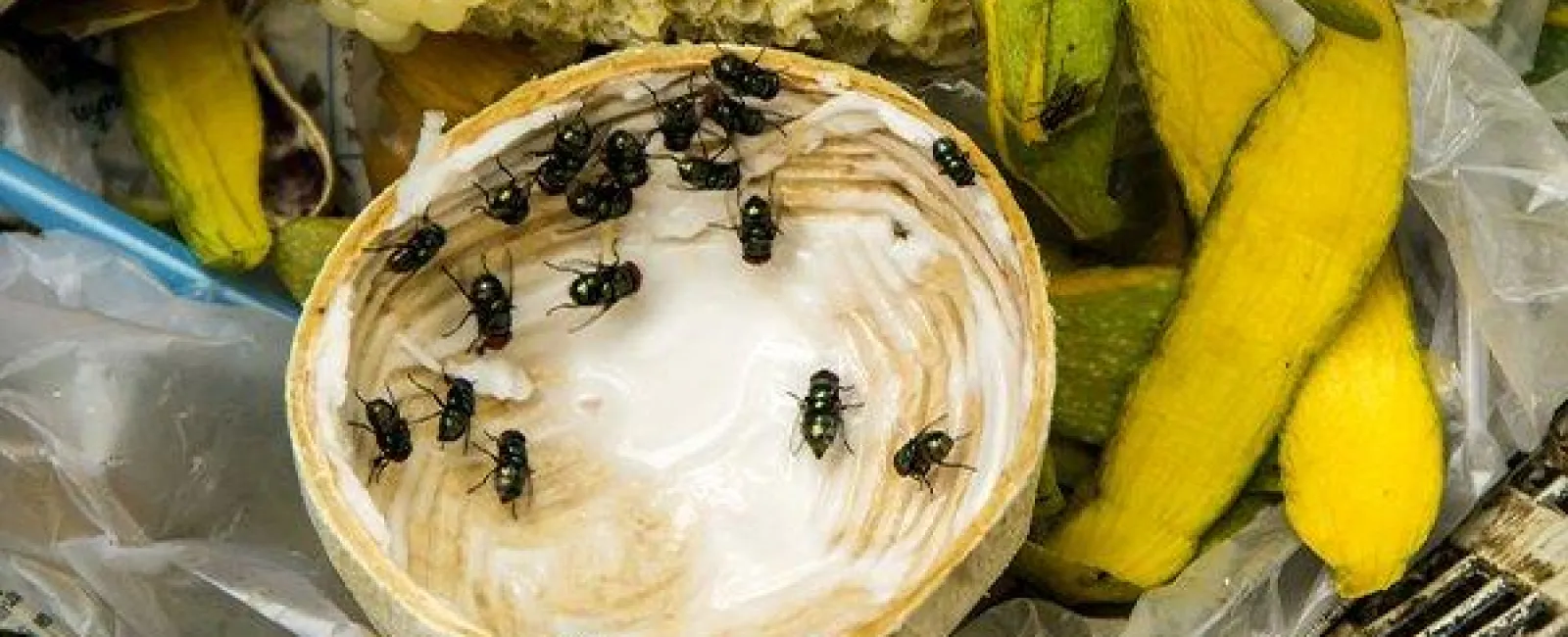 Five Hassle-Free Fly Control Tips For Centerton, AR Homes