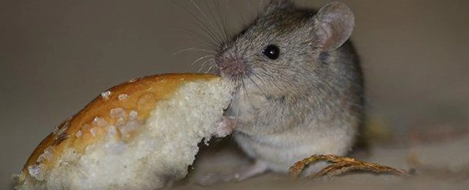 What Everyone In Centerton Should Know About The Dangers Of Mice