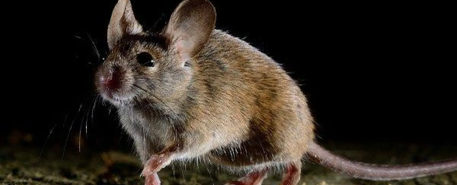 Six Easy Tricks To Keep Rodents Out Of Your Centerton Home