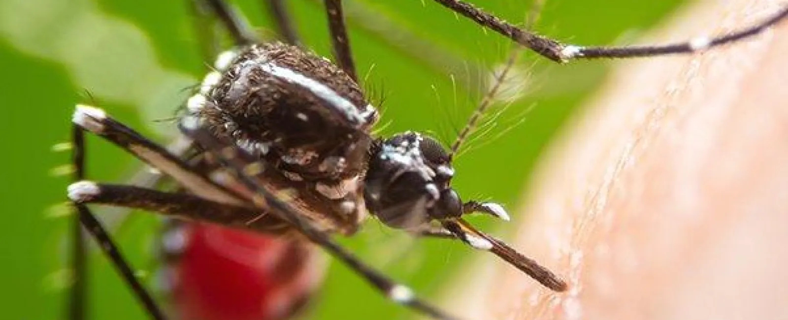 Is Paying For Pest Control Worth It?