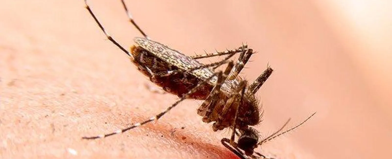 What Smells Do Mosquitoes In Centerton Hate?