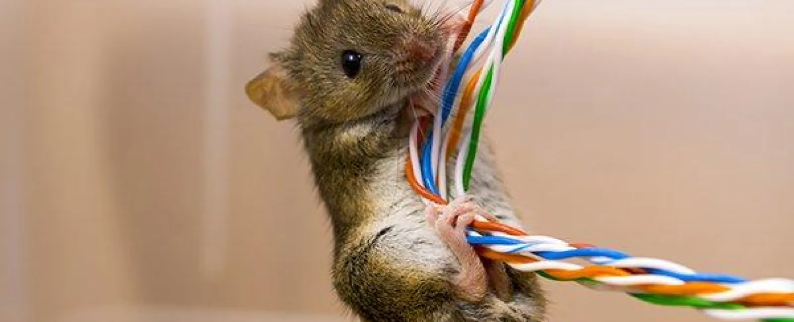 How To Clean Rodent Droppings Before Your Rat Exterminator Arrives