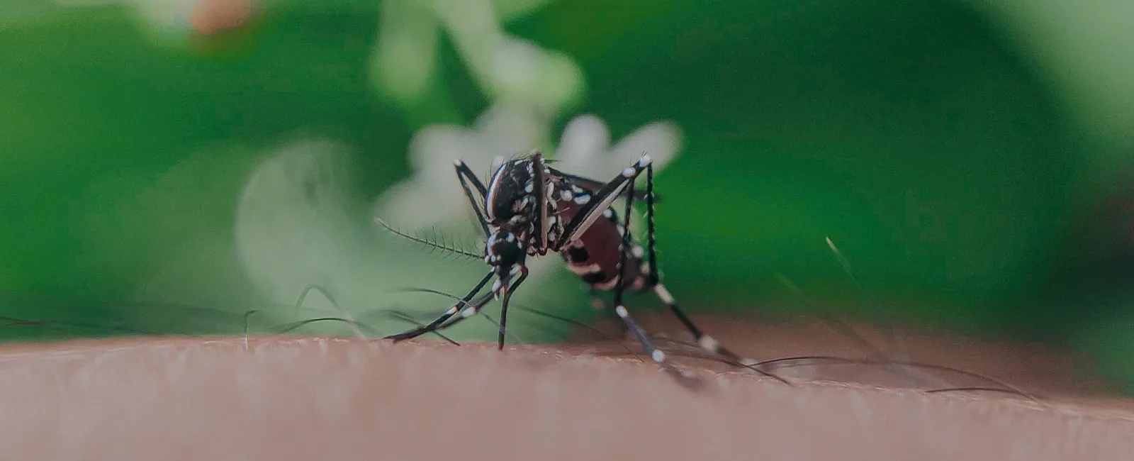 Keeping Kids Safe From Mosquitoes In Bentonville, AR