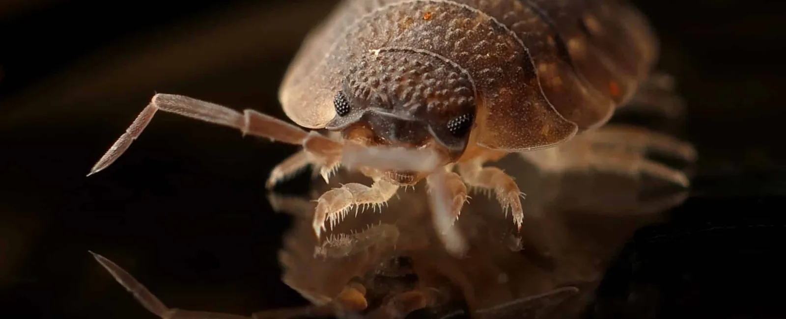 What Is The Hardest Pest To Get Rid Of?