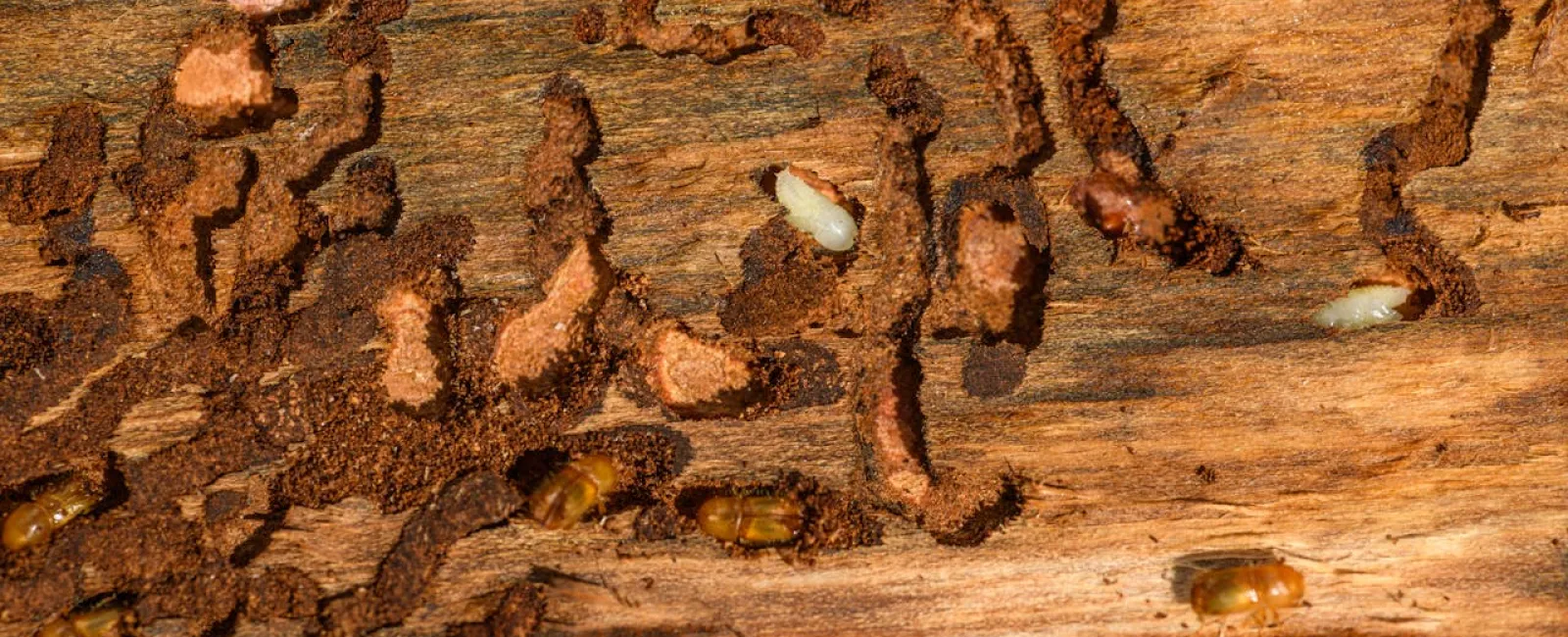 termite swarm Alabama