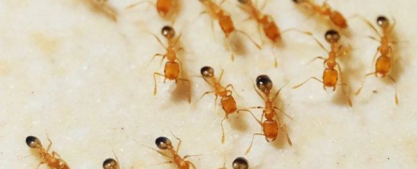 What Every Centerton Property Owner Needs To Know About Pharaoh Ants