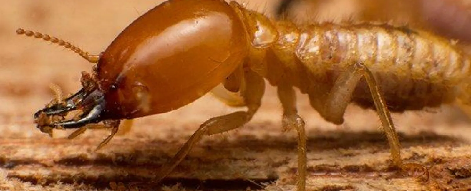 Centerton’s Complete Guide to Termite Season