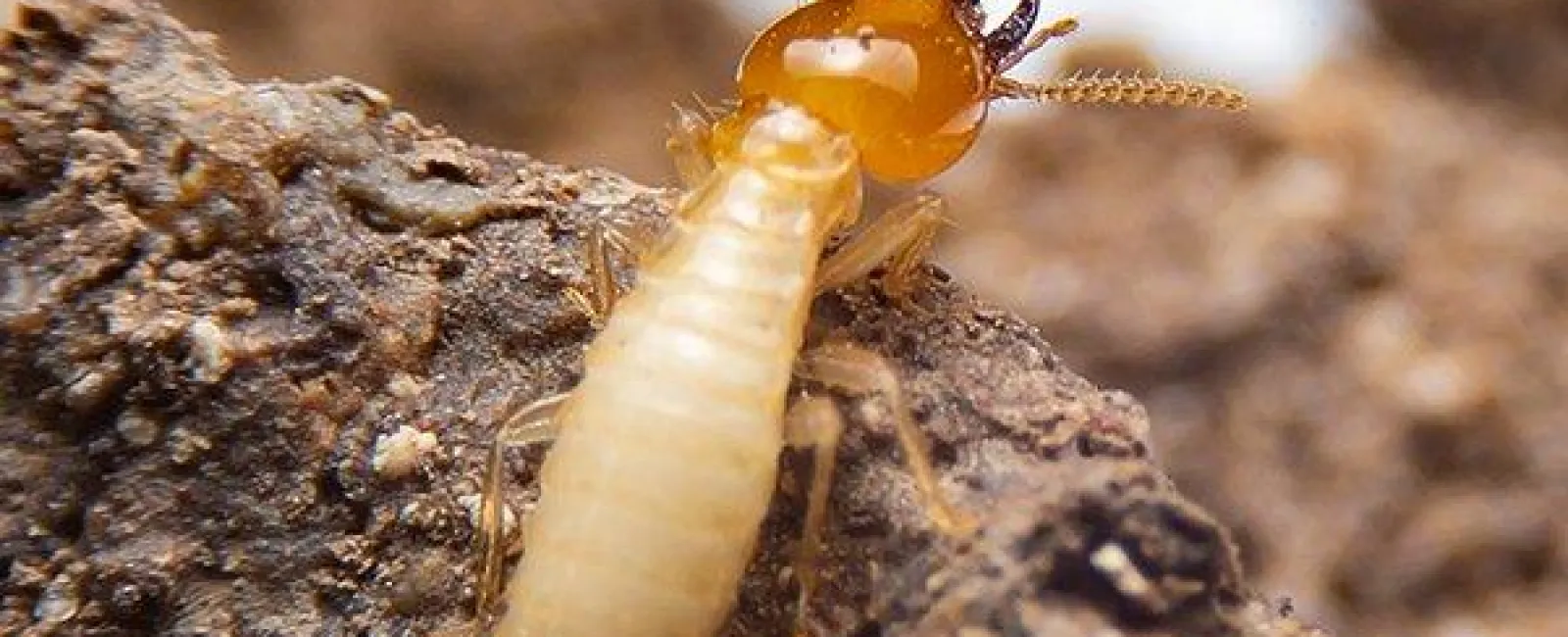 Centerton’s Handy Termite Prevention Guide