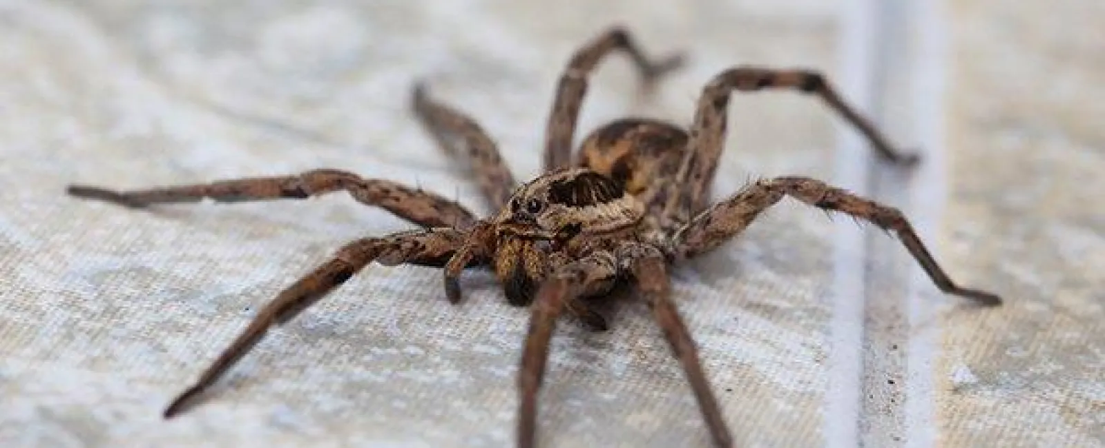 Centerton’s Eye-Opening Guide To Effective Spider Control