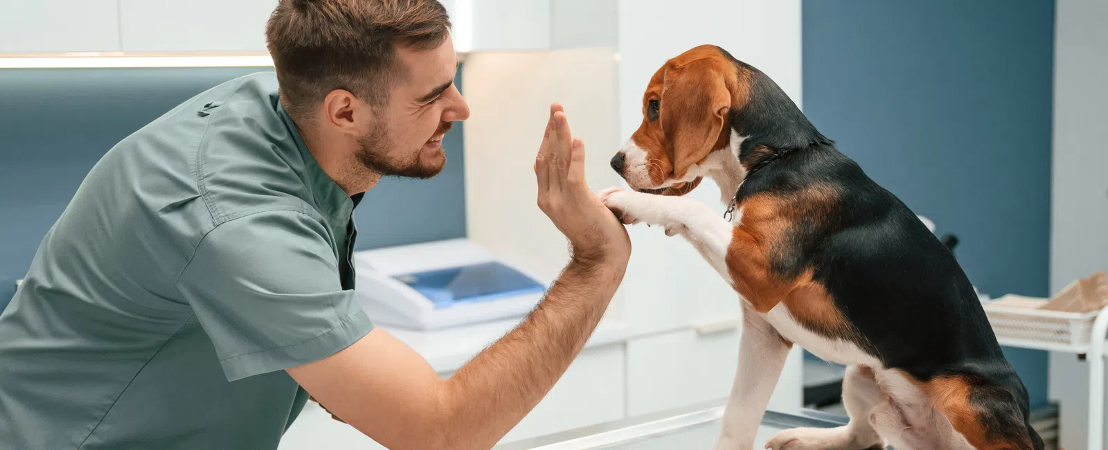 Veterinarian giving a high five to a beagle dog on a stainless steel exam table in a veterinary clinic.