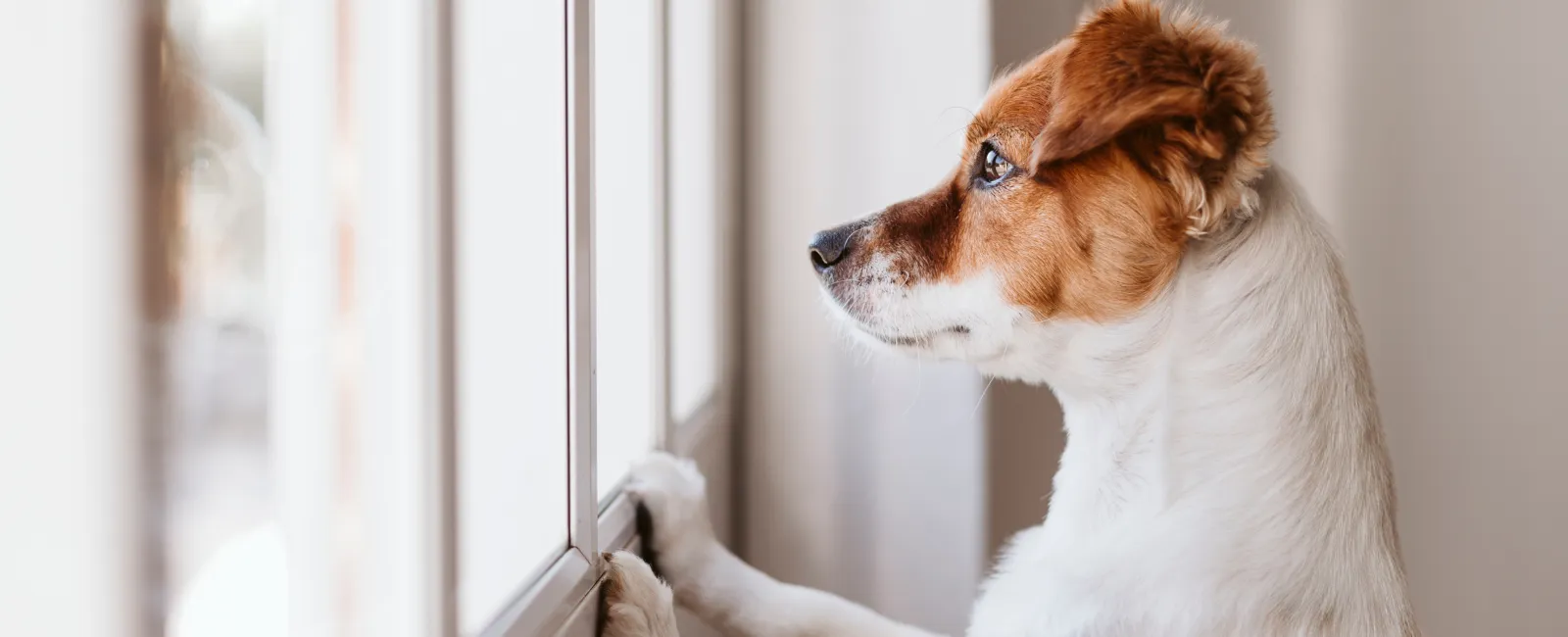 a dog leaning against a window