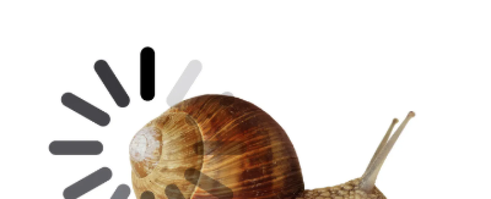 Close-up of a brown snail with a spiral shell on a white background with a loading icon overlay.