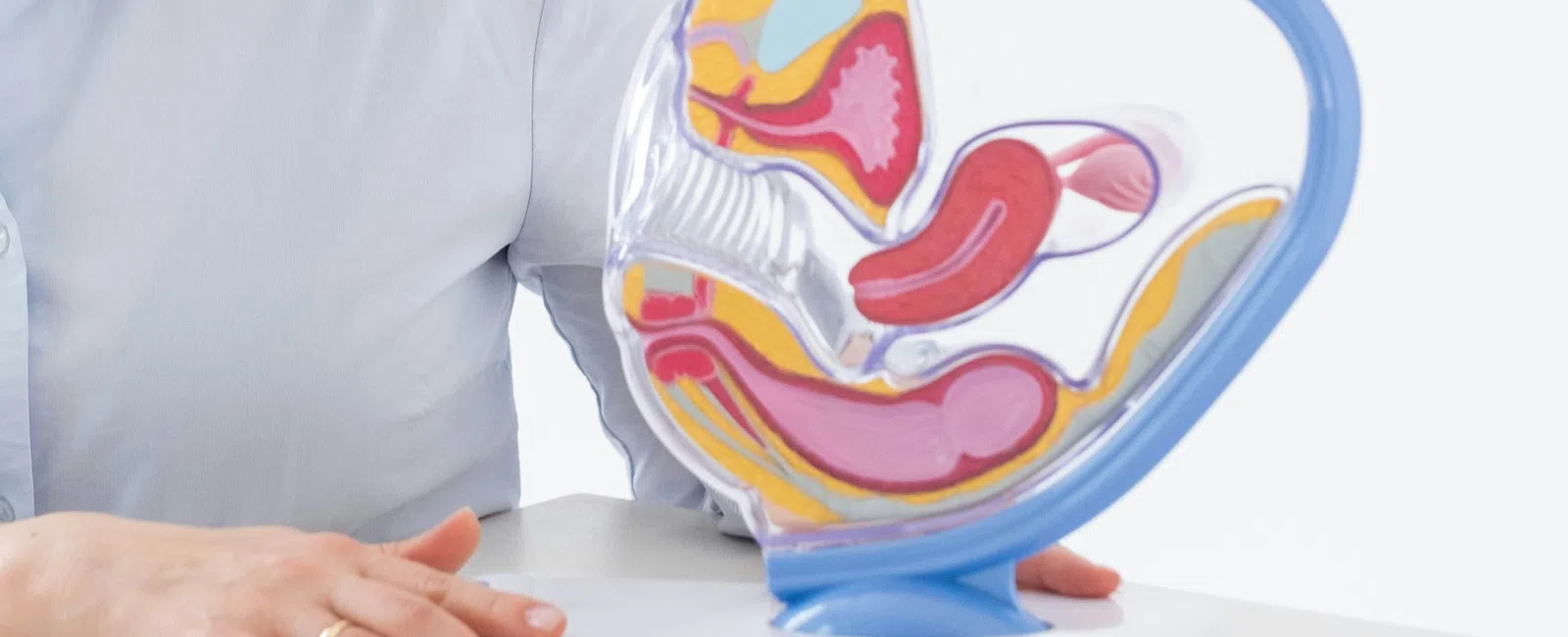 Medical model of male reproductive system anatomy displayed on table with person in white shirt nearby