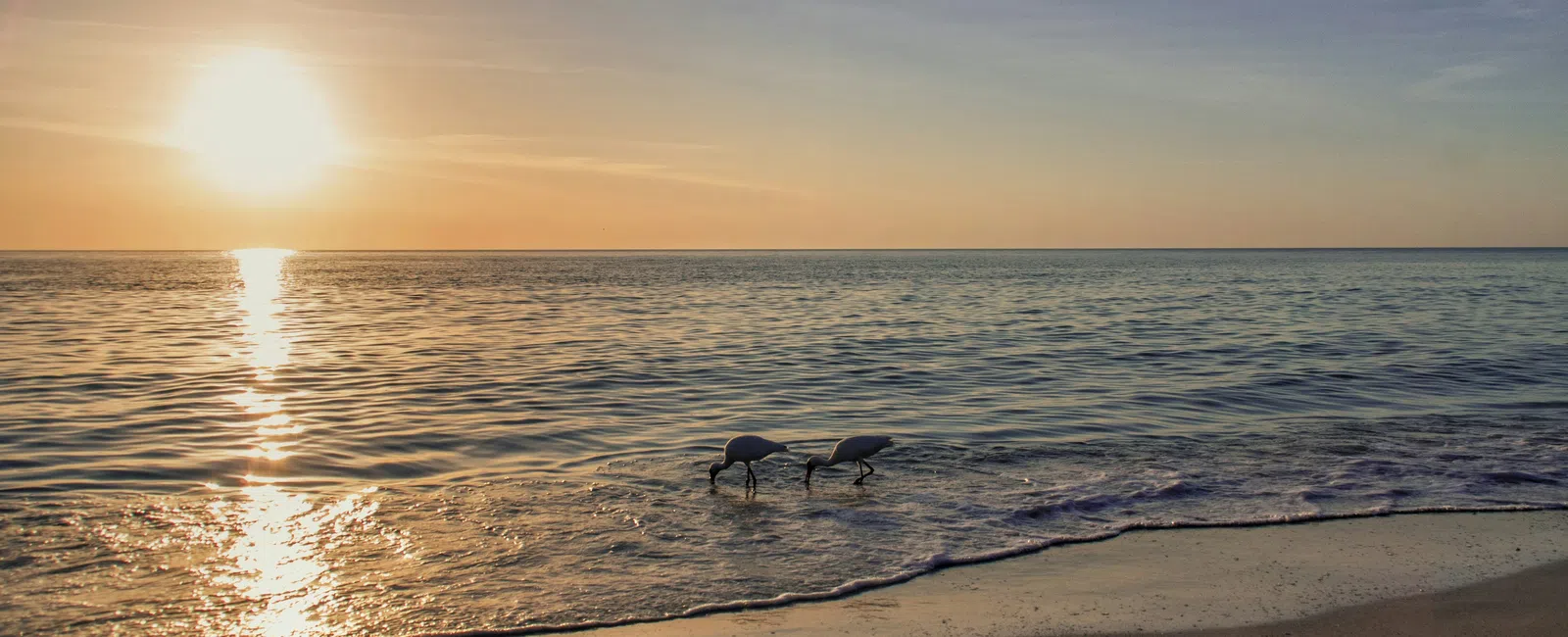 Sunset over calm ocean with two shorebirds feeding at the water's edge on a sandy beach