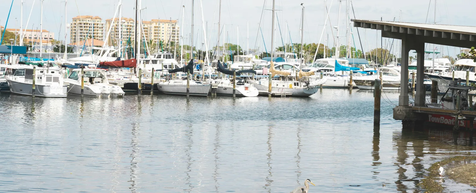 Calm marina with docked sailboats and yachts, a heron standing in shallow water near the pier on a sunny day.