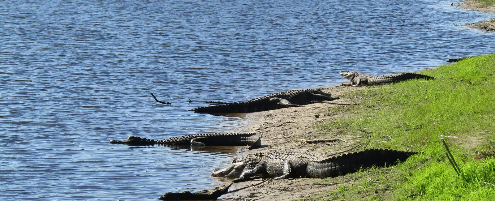 Alligators resting along the grassy and sandy edge of Myakka River Park's river representing we provide hvac near you