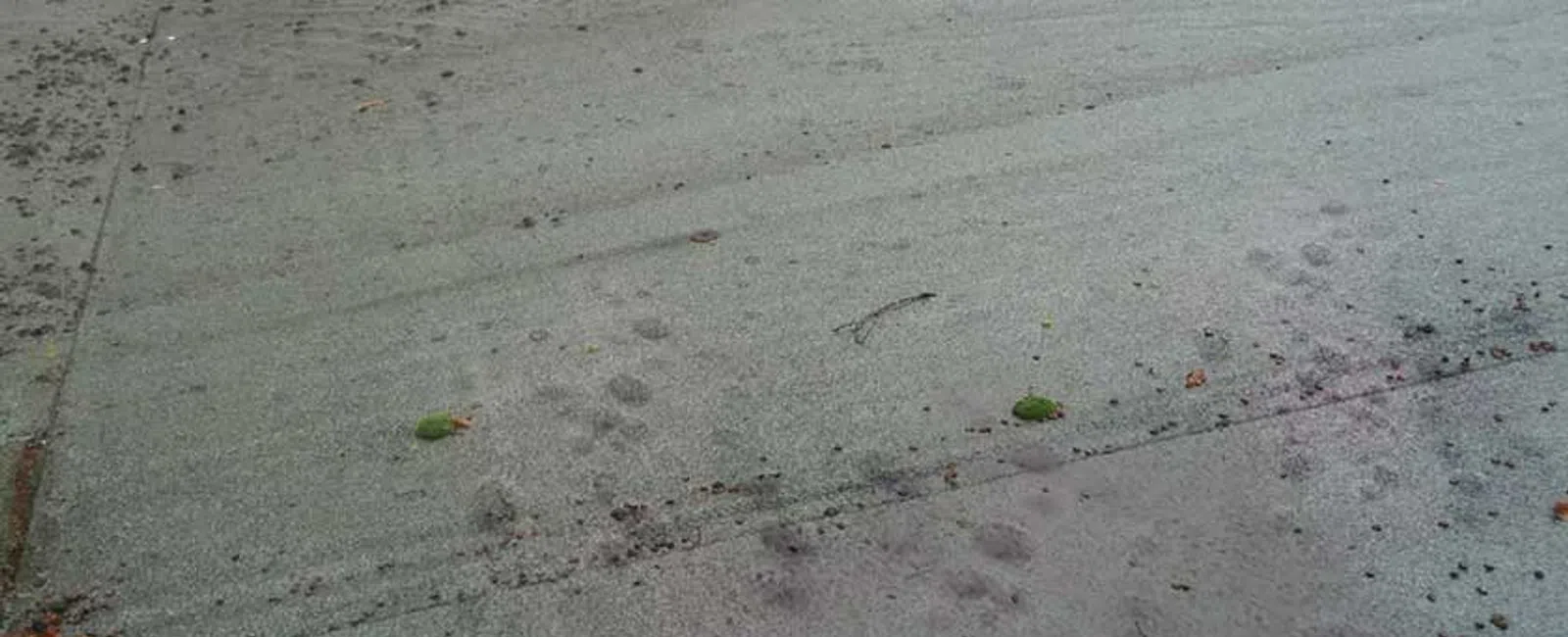 Flat rooftop with waterproofing membrane, drainage structures, and scattered leaves on surface.