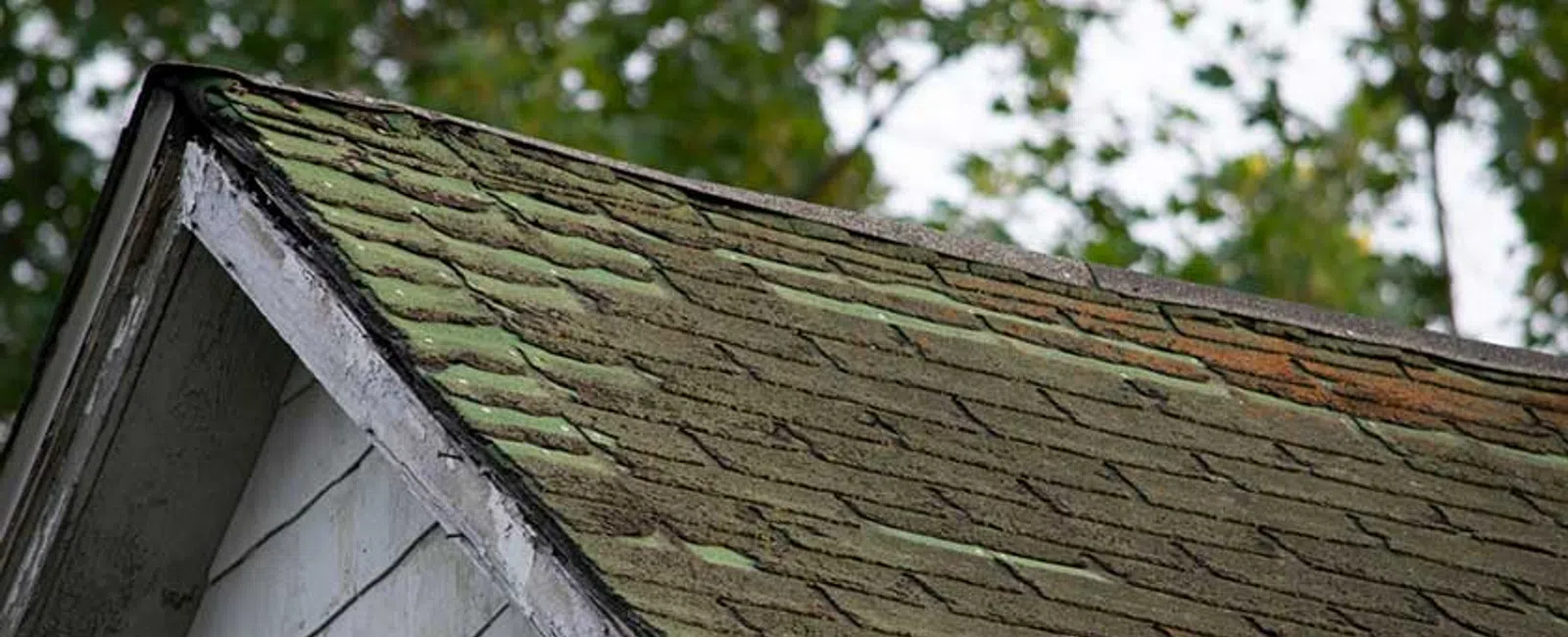 Close-up of a pitched roof with old, moss-covered shingles and weathered white siding beneath green trees.