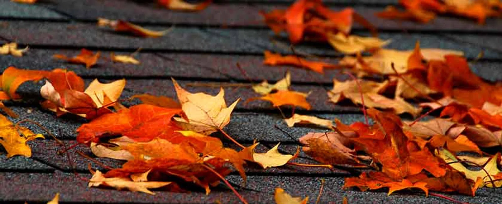 Orange and yellow autumn leaves scattered over dark gray asphalt roof shingles on a rooftop.