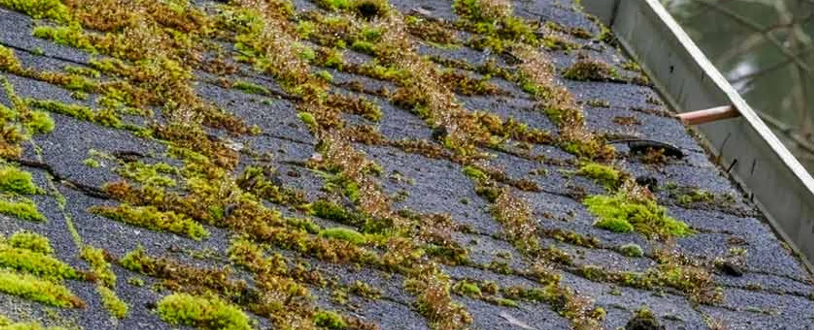 Close-up of a roof with shingles covered in green and brown moss and a visible gutter on the side