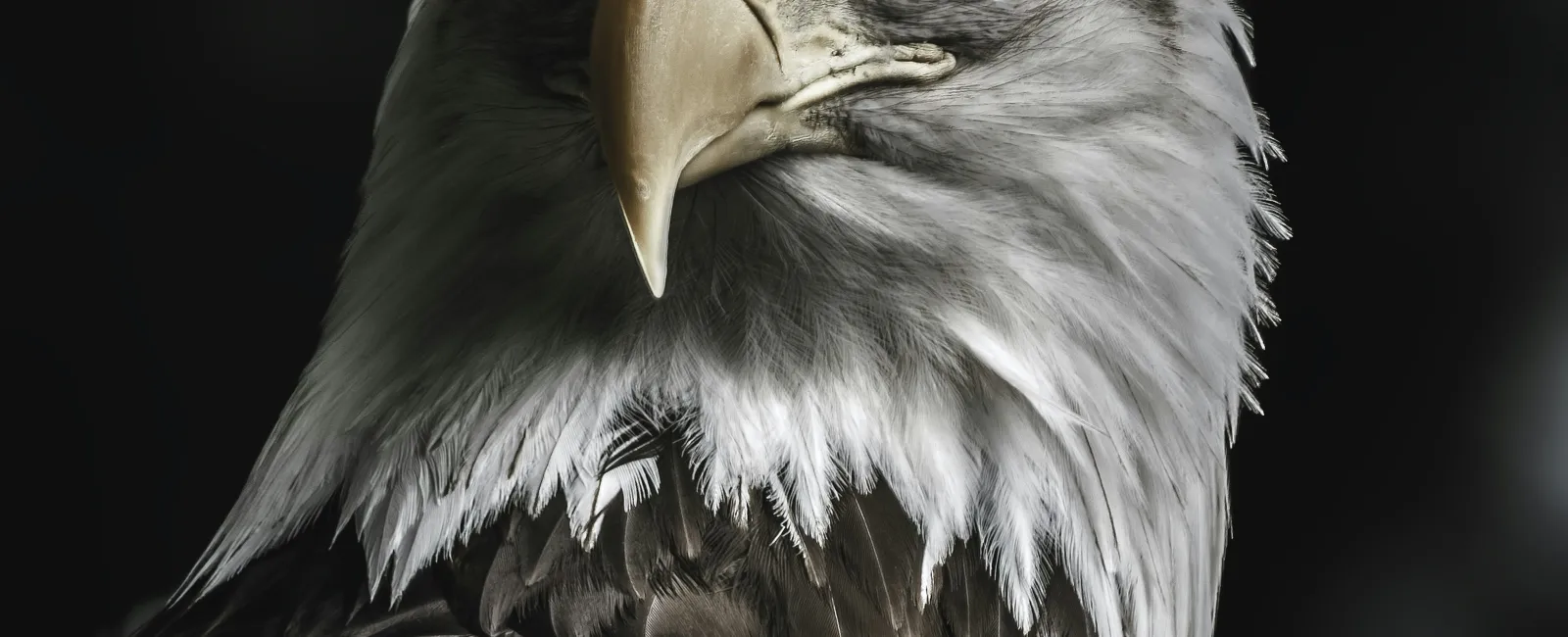 Close-up of a bald eagle with sharp eyes, white head feathers, and detailed brown plumage against a dark background