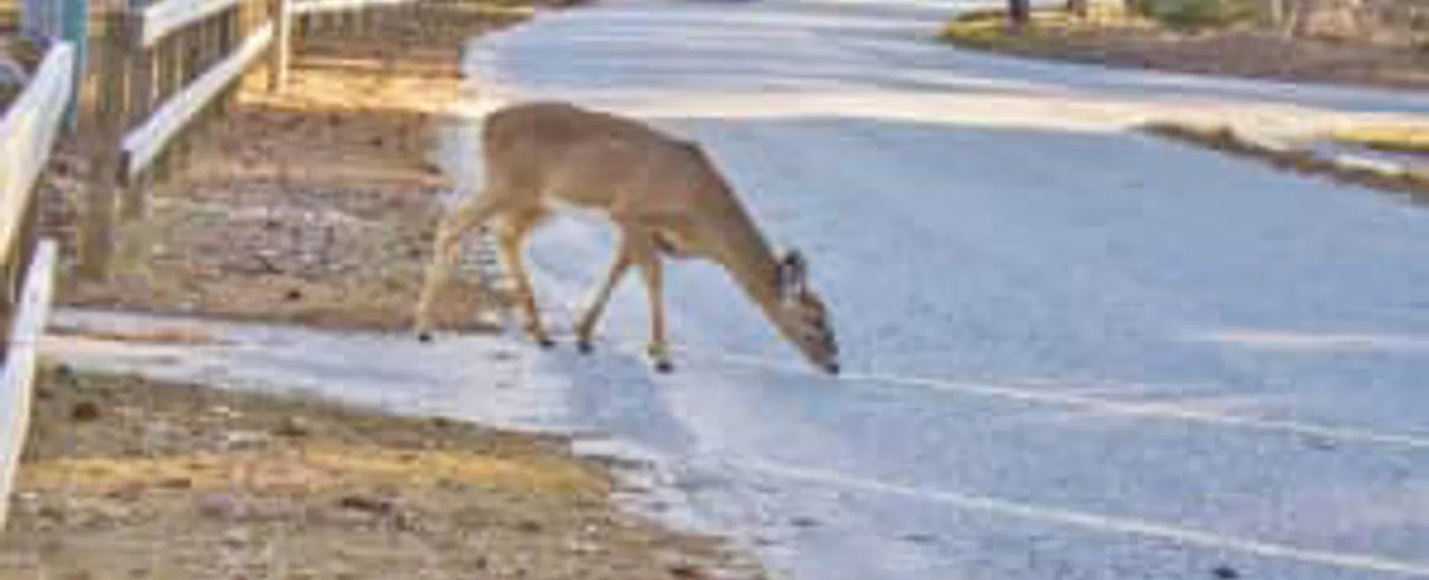 Deer, Oh Dear! How to Avoid Damaging Deer-vehicle Collisions