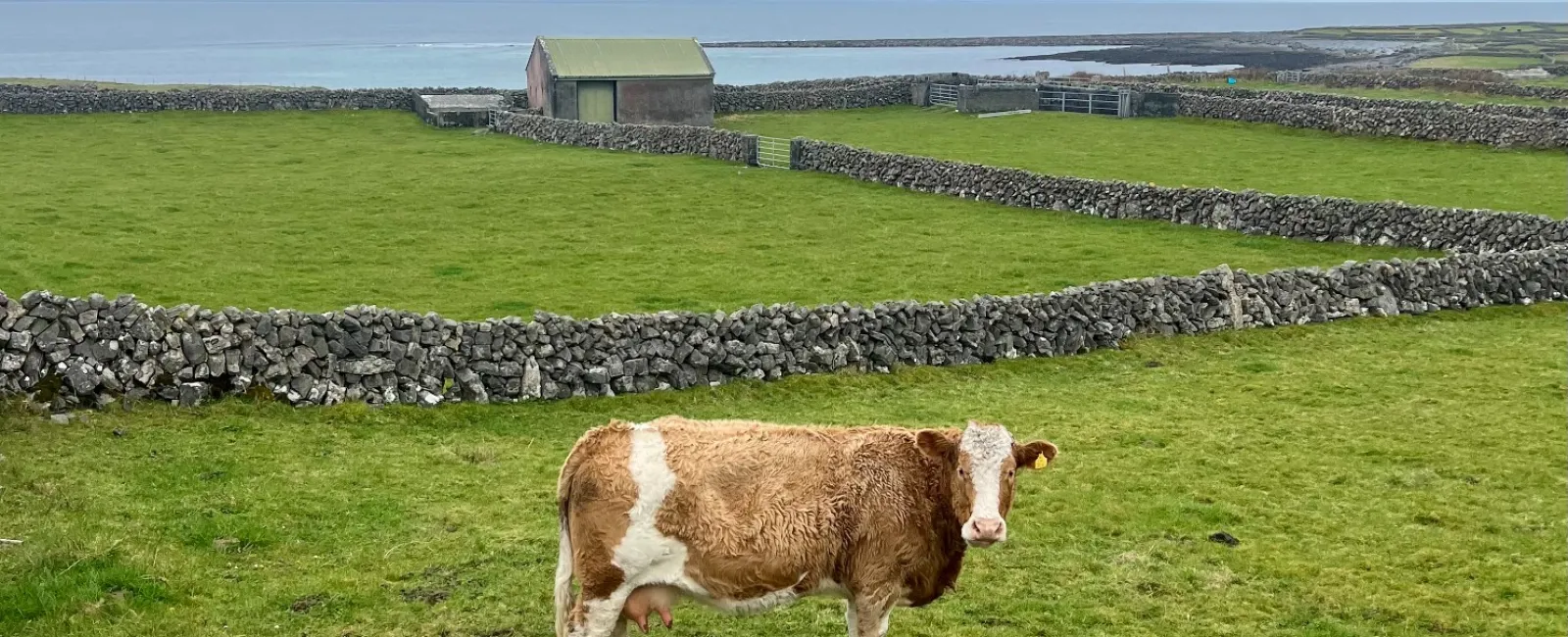 a cow and a dog in a field