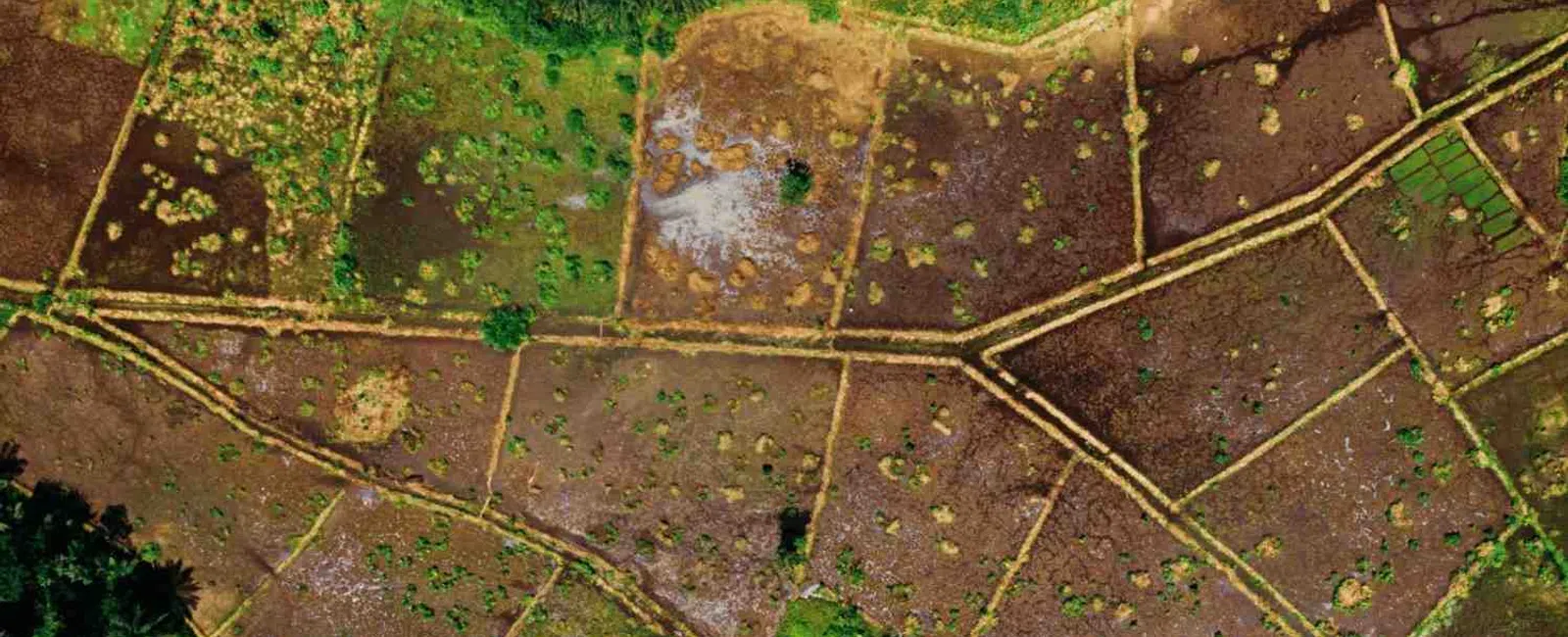 Aerial view of agricultural fields with dirt paths and patches of green vegetation and trees.