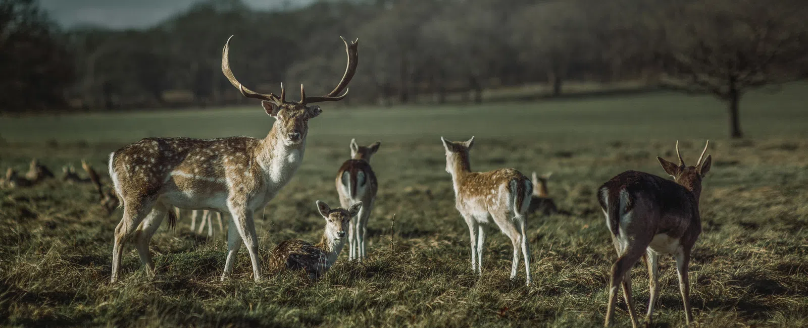 Herd of deer grazing in a grassy field during daytime with a stag looking towards the camera.