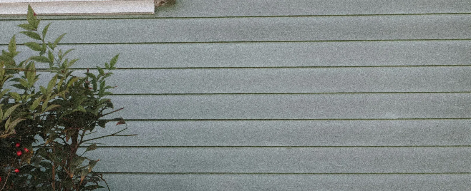 Green wooden house siding with a white-trimmed window and leafy shrub with red berries.