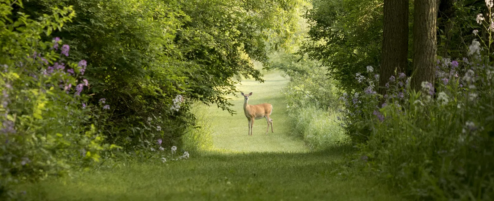 A deer stands on a grassy forest path surrounded by dense green trees and wildflowers in sunlight.