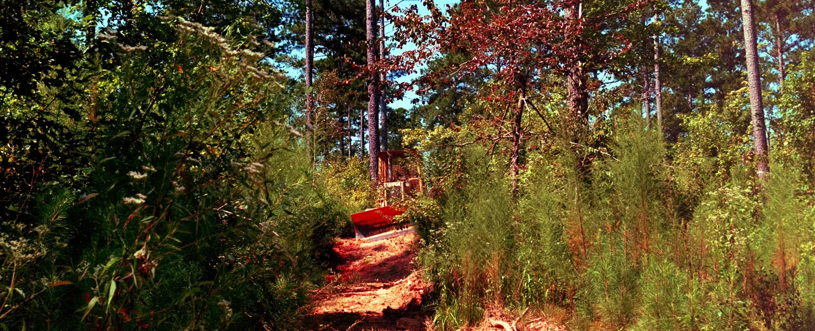 Dirt path through dense green forest with tall trees and shrubs under clear blue sky.