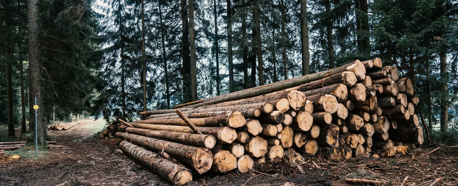 Stack of freshly cut logs piled on forest ground with tall evergreen trees in background.