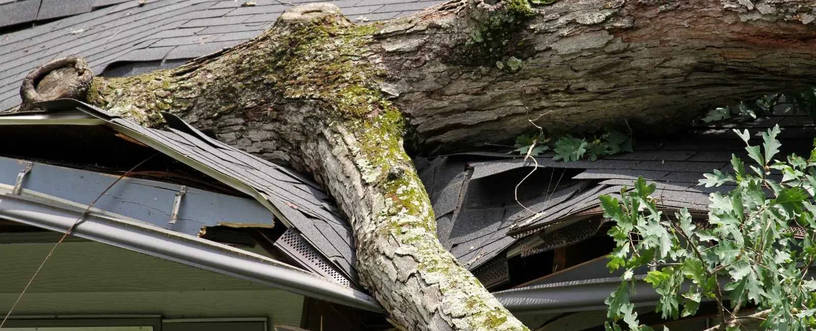 Large tree branch fallen, damaging roof shingles and structure of a house with visible broken parts.