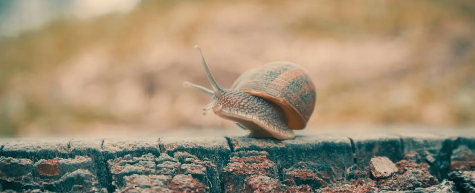 Close-up of a small snail slowly crawling on the rough bark of a tree in natural light.