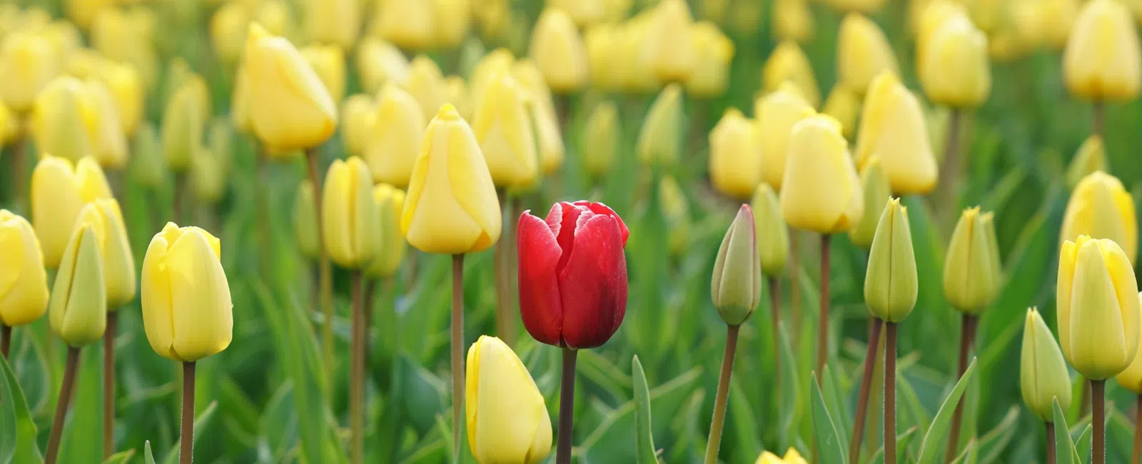 Red tulip standing out among a field of blooming yellow tulips in a green garden.
