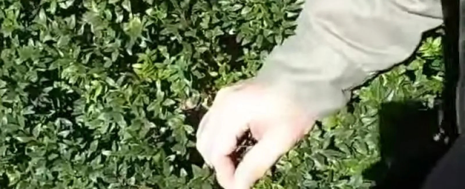 Boxwood Plant Health Care after Mite and Pest