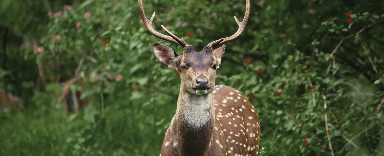 Stop Deer from Devouring Your Plants and Trees
