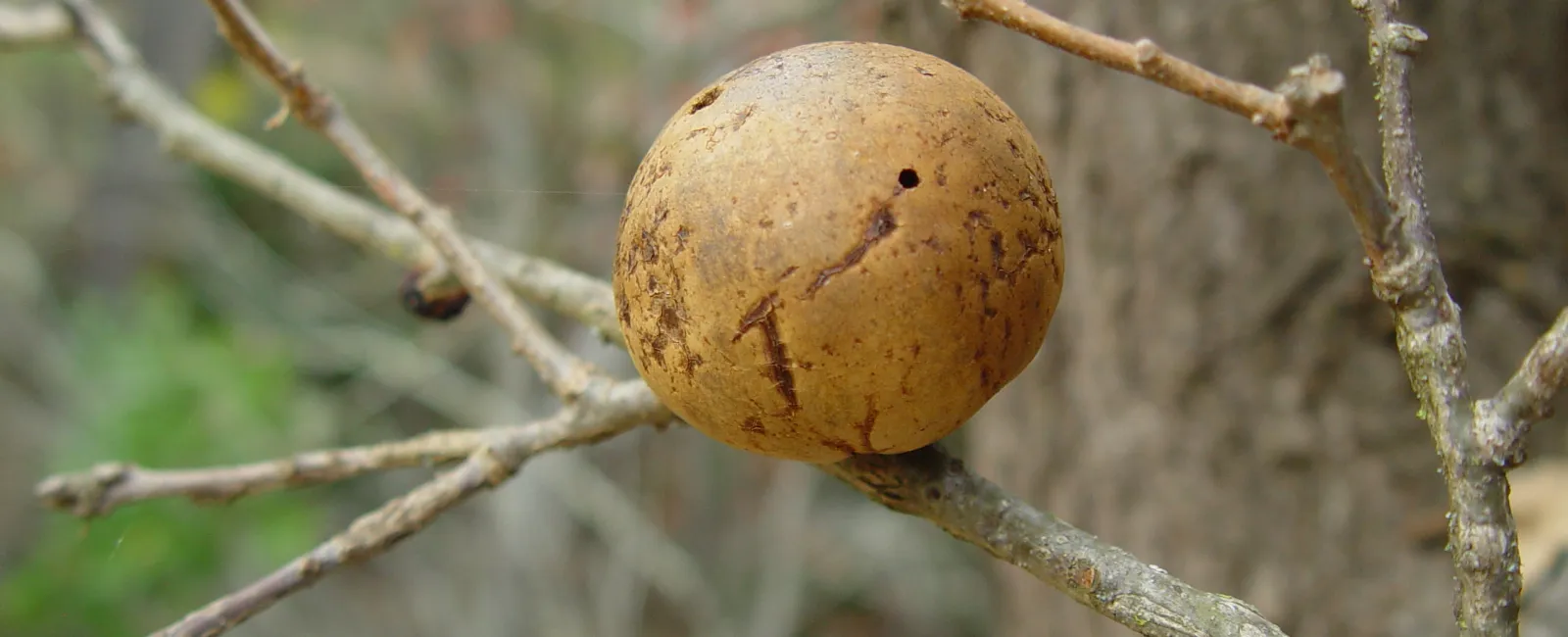 What Are Oak Galls?