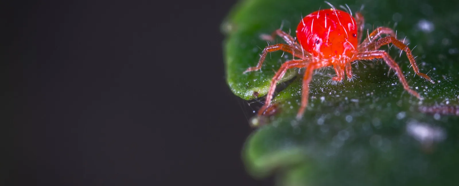 How to Identify Spider Mites