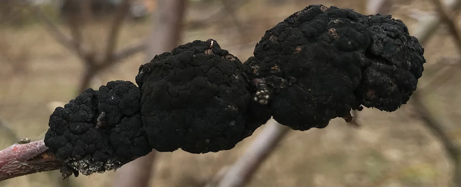 Does My Tree Have Black Knot Fungus?