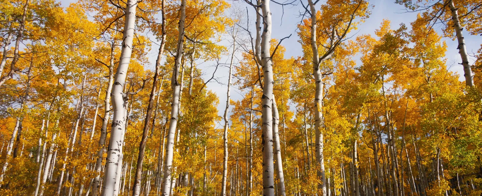 Exploring the Beauty of Fall Trees: A Seasonal Symphony of Colors