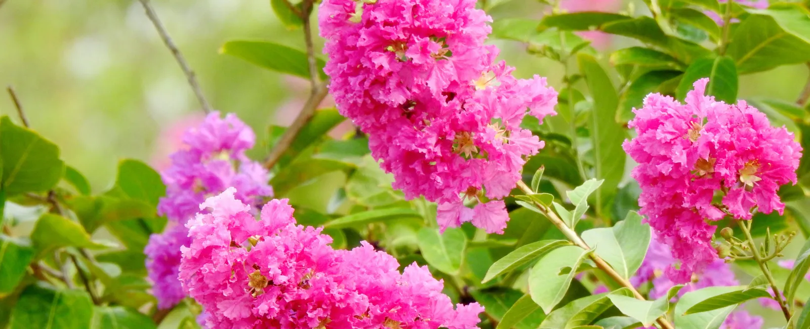 Top 5 Purple Flowering Trees