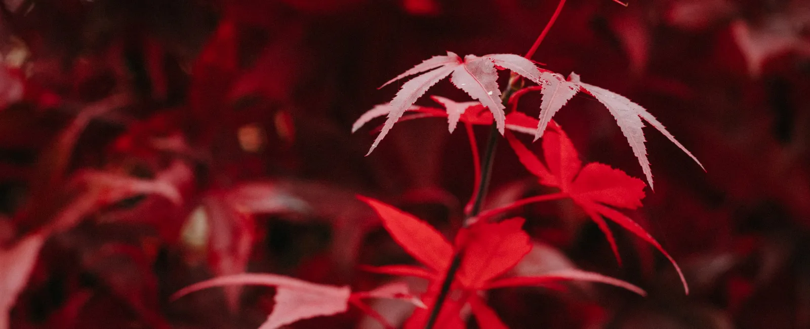 How To Trim A Japanese Maple