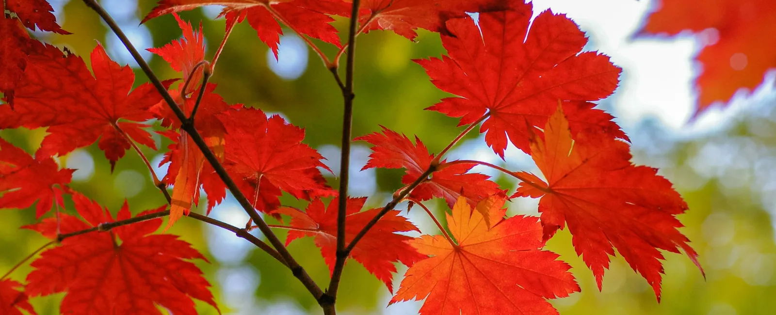 How To Care for a Red Maple